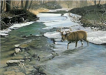 Crossing McCabe's Creek - whitetail buck and does by Christopher Walden